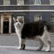 El “primer felino” Larry cumple 15 años como el gato más destacado de la política británica (Video)