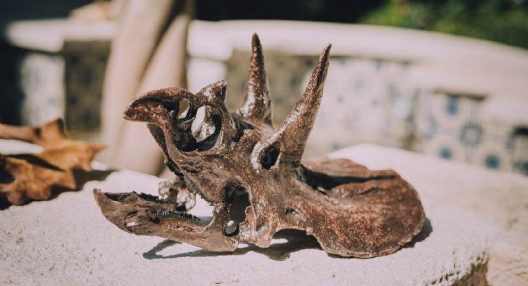 Arte y ciencia: la réplica de fósiles para la divulgación científica en México