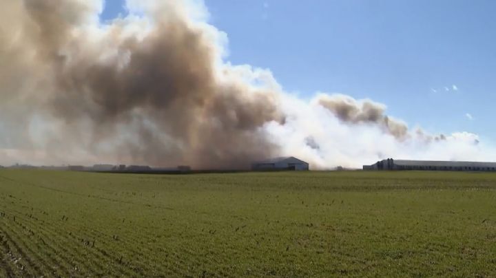 Incendio mata a unos 6 mil cerdos; humo visible a kilómetros