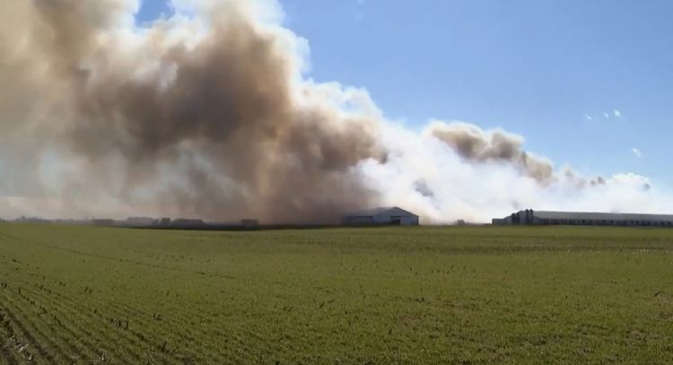 Incendio mata a unos 6 mil cerdos; humo visible a kilómetros