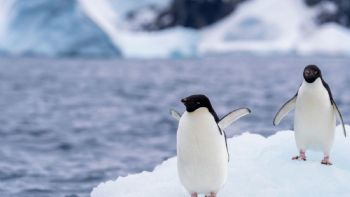 Gripe aviar H5N1 se expande en la Antártida y científicos confirman mortalidad en fauna nativa