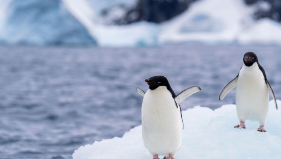 Gripe aviar H5N1 se expande en la Antártida y científicos confirman mortalidad en fauna nativa