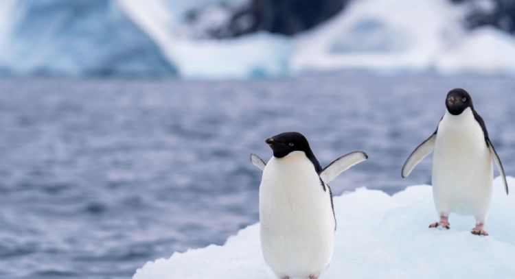 Gripe aviar H5N1 se expande en la Antártida y científicos confirman mortalidad en fauna nativa