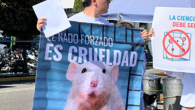 Animalistas exigen a la BUAP que frene prueba de nado forzado para roedores