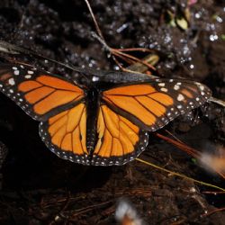 Población de mariposas monarca en México aumenta un 64% en la temporada 2025-2026