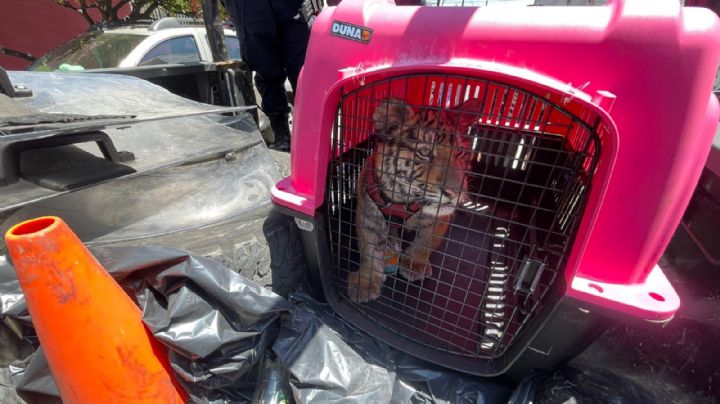 Rescatan en Ecatepec a un cachorro de tigre de bengala; supuesto dueño no acreditó posesión legal