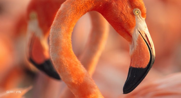 Hagerman reúne a Julieta Venegas en “Flamingos”, documental sobre las aves de Yucatán