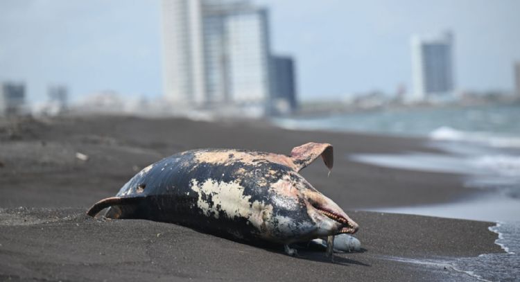 Derrame en el Golfo comenzó desde febrero, señalan organizaciones civiles