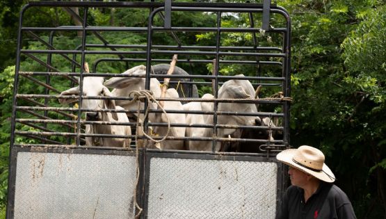 Detectan gusano barrenador en Yecapixtla, Tlaquiltenango y Coatetelco, Morelos