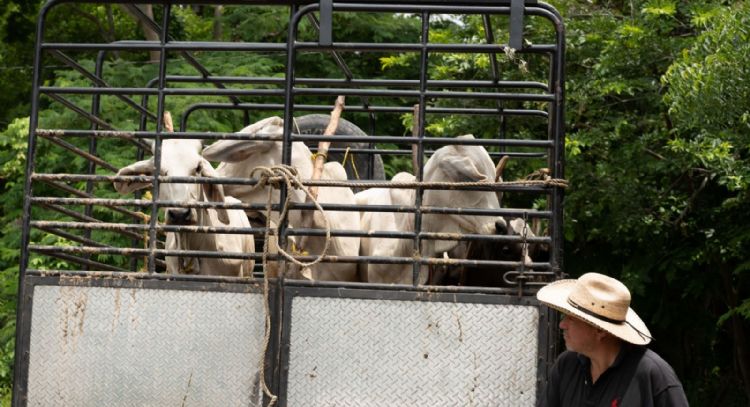 Detectan gusano barrenador en Yecapixtla, Tlaquiltenango y Coatetelco, Morelos