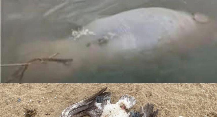 Hallan manatí y pelicano muertos en río Coatzacoalcos en Veracruz