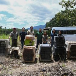 ¡Vuelven a la vida silvestre! Tamaulipas libera especies tras rehabilitación especializada