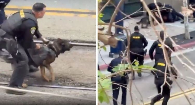 Perro policía neutralizó a delincuente en San Diego (Video)