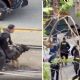 Perro policía neutralizó a delincuente en San Diego (Video)