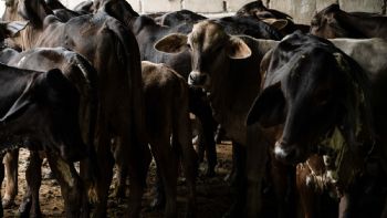 Ante promesa incumplida del gobierno de Sheinbaum, ganaderos apuestan por engorda bovina