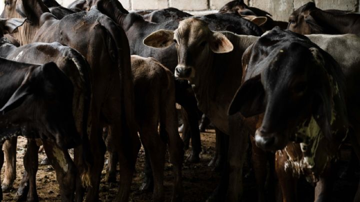 Ante promesa incumplida del gobierno de Sheinbaum, ganaderos apuestan por engorda bovina