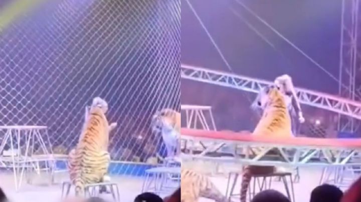 VIDEO muestra momento en que tigre alcanza las gradas tras falla de seguridad en circo