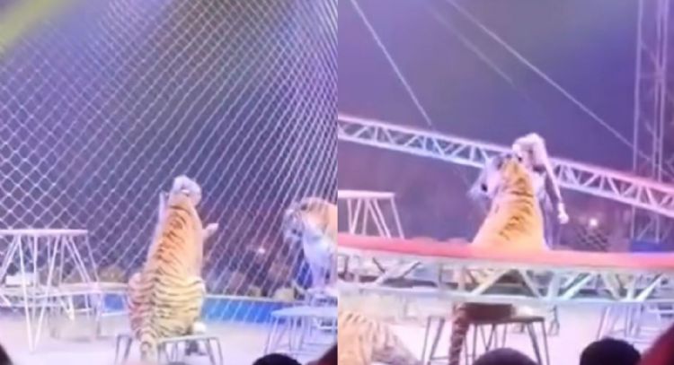 VIDEO muestra momento en que tigre alcanza las gradas tras falla de seguridad en circo