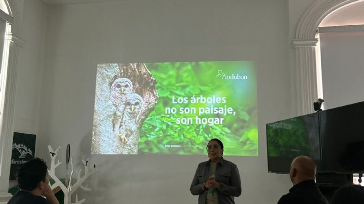 Árboles, resistencia del equilibrio ecológico en la CDMX