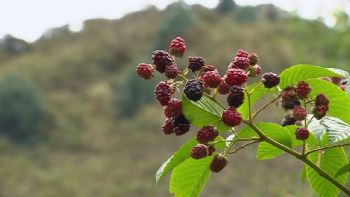 De la tierra al mercado global: jóvenes que cultivan futuro en territorios violentos