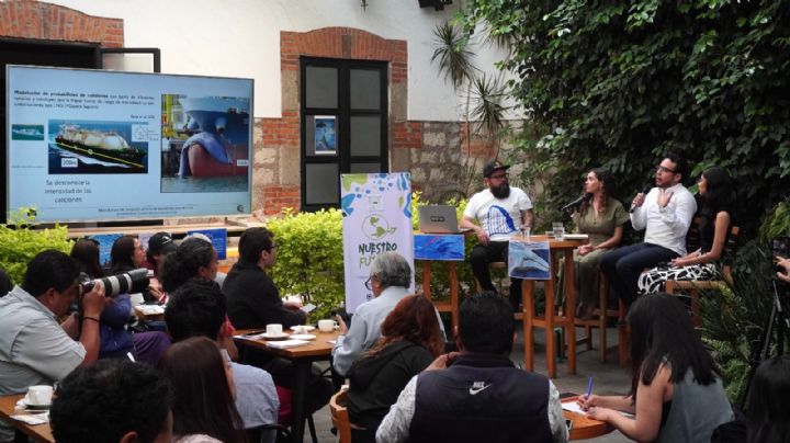 Jueza otorga medidas cautelares a favor de ballenas contra buques metaneros del proyecto Saguaro