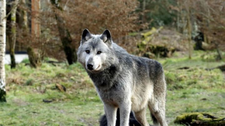 Niño de 18 meses es mordido por lobo en zoológico mientras sus padres usaban el celular