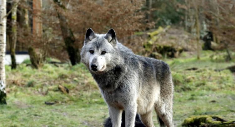 Niño de 18 meses es mordido por lobo en zoológico mientras sus padres usaban el celular