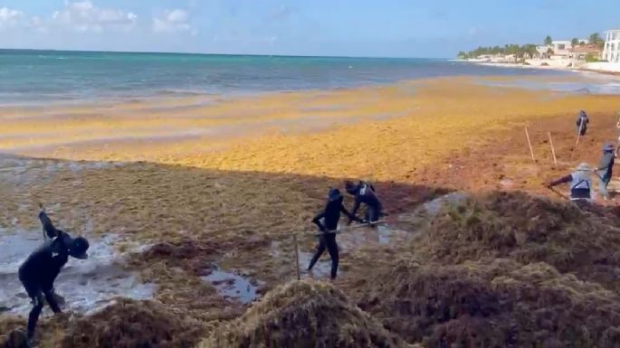 Barrera de la Marina no puede contener el intenso arribo de sargazo en Playa del Carmen