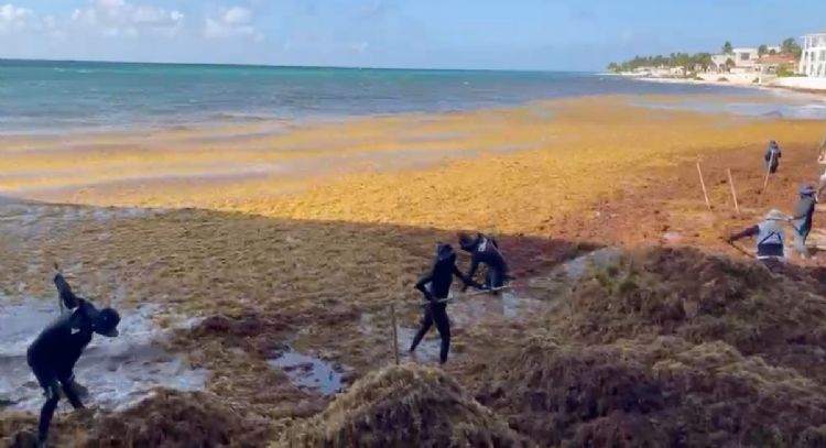 Barrera de la Marina no puede contener el intenso arribo de sargazo en Playa del Carmen