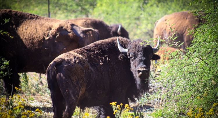 Gobernador Durazo y Gobierno de México fortalecen la conservación del bisonte en Sonora