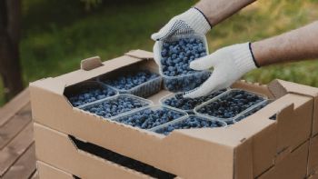 Tecnificación agrícola impulsa el boom de las berries en México