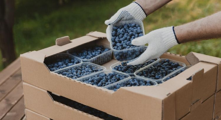 Tecnificación agrícola impulsa el boom de las berries en México