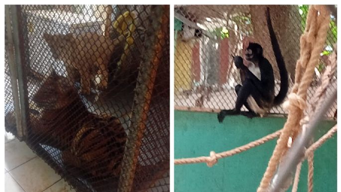 Rescatan cachorros silvestres explotados por un exregidor suplente morenista en Playa del Carmen