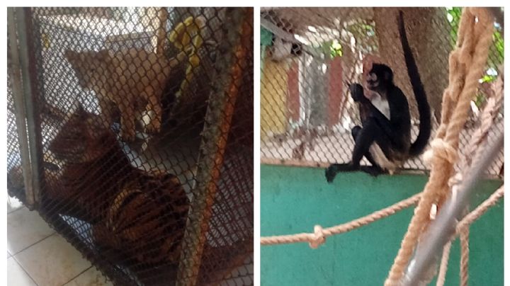 Rescatan cachorros silvestres explotados por un exregidor suplente morenista en Playa del Carmen