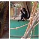 Rescatan cachorros silvestres explotados por un exregidor suplente morenista en Playa del Carmen