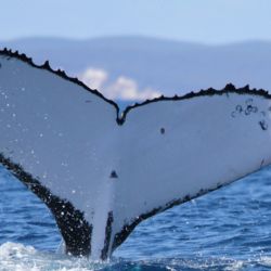 Dos ballenas jorobadas baten récords al nadar entre Australia y Brasil