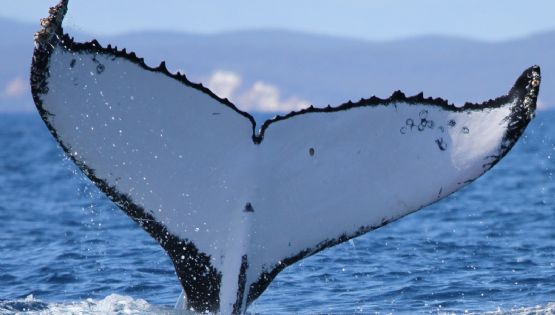 Dos ballenas jorobadas baten récords al nadar entre Australia y Brasil