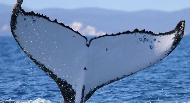 Dos ballenas jorobadas baten récords al nadar entre Australia y Brasil