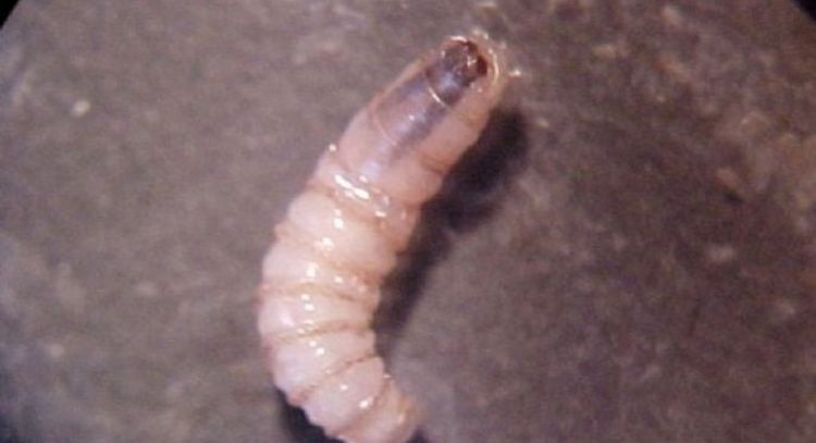 Detectan caso de miasis humana en Morelos; activan vigilancia epidemiológica y sanitaria