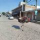 Captan a avestruz corriendo en calles de Tepotzotlán, Estado de México (Videos)