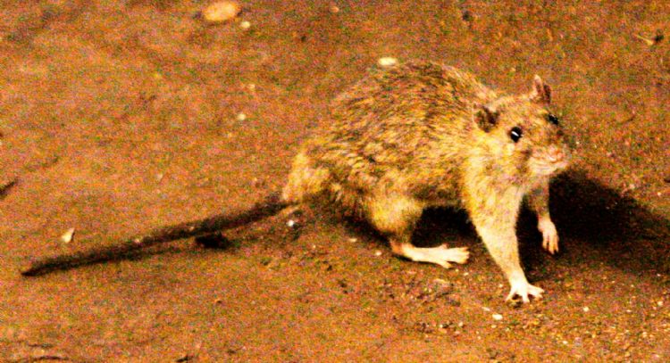 Tres muertos por hantavirus en un crucero de lujo que partió desde Argentina hacia Canarias