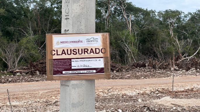 Pese a suspensión definitiva de construcción en la selva maya, empresa avícola retoma obras