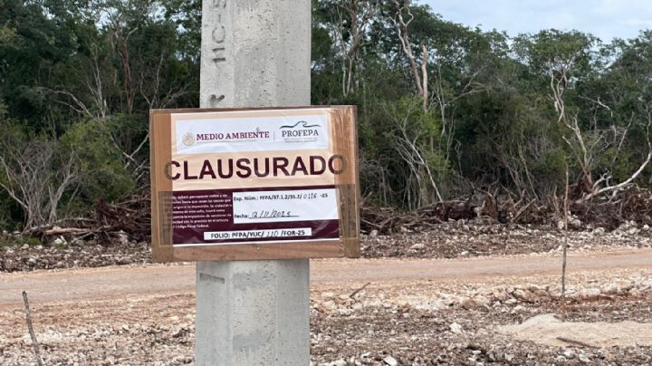 Pese a suspensión definitiva de construcción en la selva maya, empresa avícola retoma obras