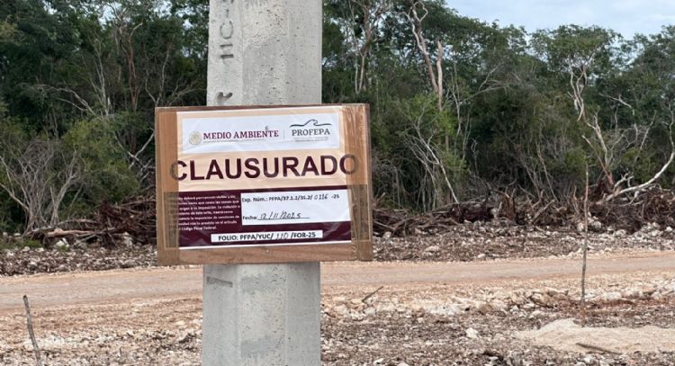 Pese a suspensión definitiva de construcción en la selva maya, empresa avícola retoma obras