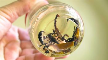 Científicos de la UNAM crean antibióticos con veneno de alacrán y chile habanero