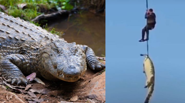 Empresario hotelero desaparecido fue encontrado dentro de un cocodrilo (VIDEO)