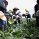México ante los convenios globales