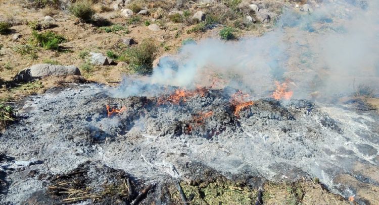 Destruyen ocho plantíos y tres secaderos de mariguana en Ensenada, Baja California