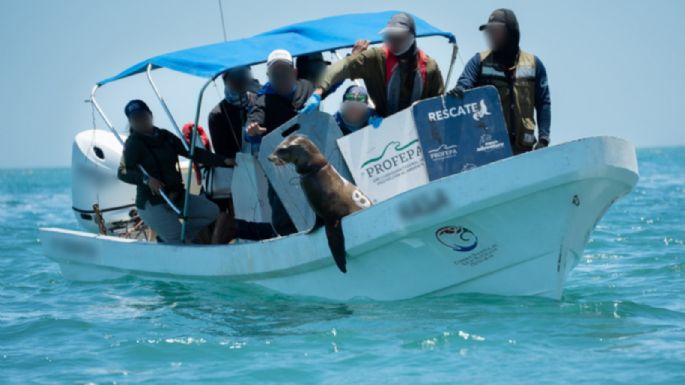 Liberan a 19 lobos marinos de BC de redes de pesca que les apretaban el cuello