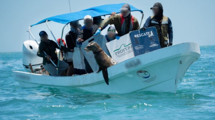 Liberan a 19 lobos marinos de BC de redes de pesca que les apretaban el cuello